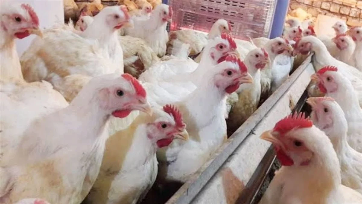 الفراخ البيضاء بكام النهاردة